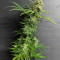 Gorilla SFV OG (Expert Seeds) Cannabis-Samen