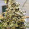 King’s Kush Auto CBD (GHS) Cannabis-Samen