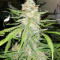 Maple Sherbet (Seedstockers) Cannabis-Samen