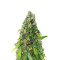 Marula Fruit regular (RQS) Cannabis-Samen