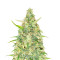 Red Strawberry Banana Auto feminisierte Samen (Sweet Seeds)