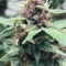 Kaufe Purple Juice Auto Samen feminisiert von Herbies Seeds