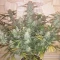 West Coast O.G. Auto (Fast Buds) Cannabis-Samen zu verkaufen