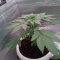 Caramelo Early Version (Delicious Seeds) Cannabis-Samen