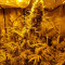 Franco's Lemon Cheese (GHS) Cannabis-Samen zu verkaufen