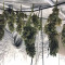 Green Gelato (RQS) Cannabis-Samen zu verkaufen