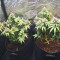 Glookies (Barney's Farm) Cannabis-Samen zu verkaufen