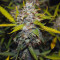 Smoothie Auto Cannabis-Samen Kaufen