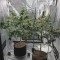 Big Bud Cannabis-Samen Kaufen