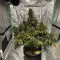 Skunk 47 (Advanced Seeds) Cannabis-Samen zu verkaufen