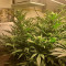 Critical Kush Cannabis-Samen Kaufen