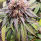 Kaufe Mimosa x Orange Punch Samen feminisiert von Barney's Farm