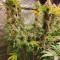 Blue Dream (Garden of Green) Cannabis-Samen zu verkaufen