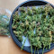 Stress Killer Automatic CBD (RQS) Cannabis-Samen zu verkaufen
