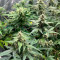 Kaufe Gorilla Cookies Samen feminisiert von Seedstockers