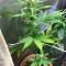 Fast Bud Auto (Sweet Seeds) Cannabis-Samen zu verkaufen