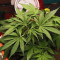 Kaufe Strawberry Pie Auto Samen feminisiert von Fast Buds