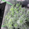 Mimosa Shot Cannabis-Samen Kaufen