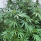Mimosa Shot Cannabis-Samen Kaufen