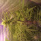 Godzilla Original Glue GG#4 Cannabis-Samen Kaufen