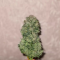 LSD Auto Cannabis-Samen Kaufen
