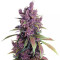 Black Cherry Punch feminisiertes Saatgut (Pyramid Seeds)