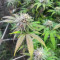 Blueberry Hill feminisierte Samen (Herbies Seeds)