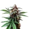 Cap Junky (Blimburn Seeds)