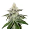 Chama! R1 (Ethos Genetics)