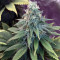 GG#4 Original Glue feminisierte Samen (Original Sensible Seeds)