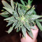 Gorilla Auto (GG#4 Original Glue Auto) (Expert Seeds) Cannabis-Samen
