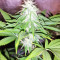 Z Gorilla (Original Sensible Seeds) Cannabis-Samen