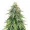 Heavy Kickers Mix feminisierte Samen (Herbies Seeds)