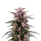Indigo Sapphire (Blimburn Seeds)