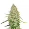 Lemon Citron Samen feminisiert (Humboldt Seeds Organization)