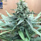 Mozzarella (G13 Labs) Cannabis-Samen