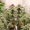 Sangria Poison Autoflower feminisierte Samen (Seedkeepers)