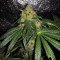 Sugar Breath (Humboldt Seeds Organization) Cannabis-Samen