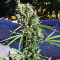 Auto Malawi x Northern Lights (Ace Seeds) Cannabis-Samen