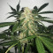 Buddha Deimos Auto regular (Buddha Seeds) Cannabis-Samen