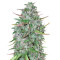 Critical 47 (Positronics Seeds) Cannabis-Samen