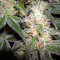 Hash Plant regular (Sensi Seeds) Cannabis-Samen