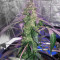 Lemonberry Haze Auto (Original Sensible Seeds) Cannabis-Samen