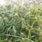 Malawi x Panama Regular (Ace Seeds) Cannabis-Samen