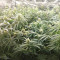 Malawi x Panama (Ace Seeds) Cannabis-Samen