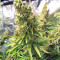 Northern Lights regular (Sensi Seeds) Cannabis-Samen