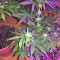 Ruderalis Skunk regular (Sensi Seeds) Cannabis-Samen