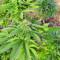 Super Skunk Autoflower (Seedstockers) Cannabis-Samen