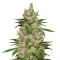 Sweet Black Angel (Samsara Seeds) Cannabis-Samen