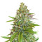 Sweet Pure Auto CBD (Sweet Seeds) Cannabis-Samen